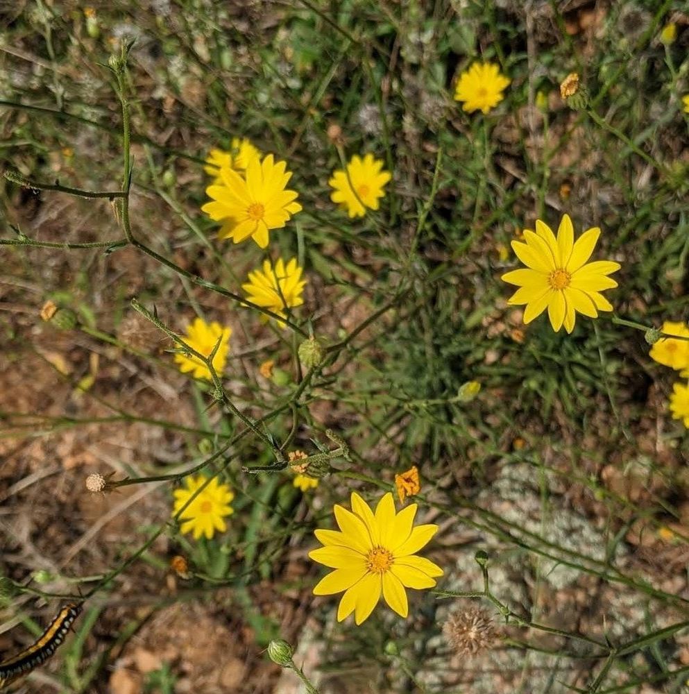 Meet your Posher, Crodz